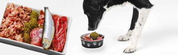 Dog Eating SmartBarf